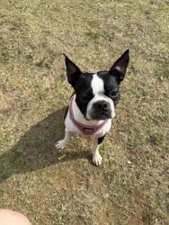 Reunited Female Dog last seen Near ruea st Grand Prairie tx 75050, Grand Prairie, TX 75050