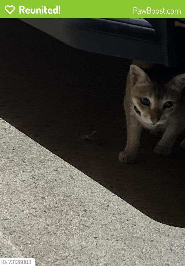 Reunited Female Cat last seen Near 18th St S Arlington, VA 22202 United States, Arlington, VA 22202