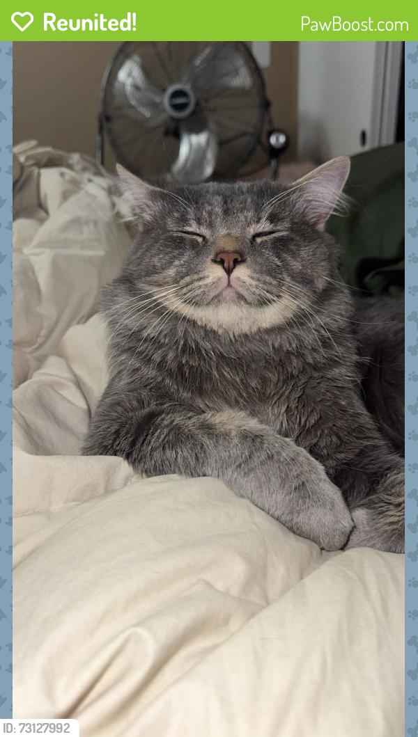 Reunited Male Cat last seen Hillcrest dr, Bellevue, NE 68005