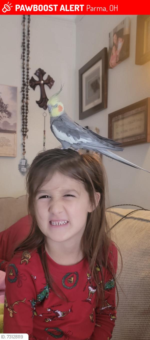 Lost Male Bird last seen West Moreland bauerdale ave, Parma, OH 44129