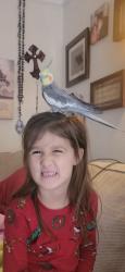 Lost Male Bird last seen West Moreland bauerdale ave, Parma, OH 44129