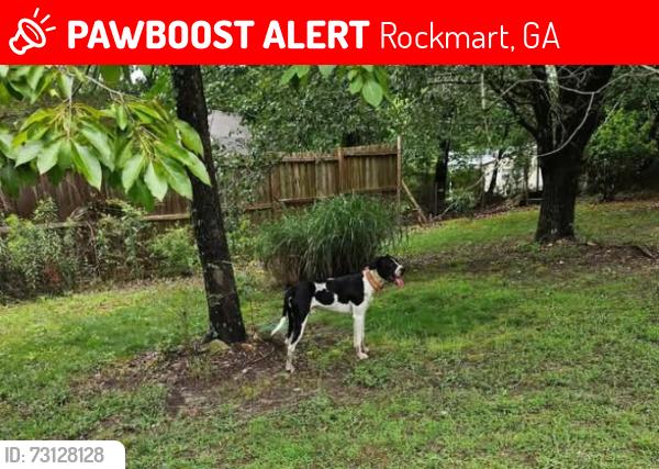 Lost Male Dog last seen Morgan valley road and Old Cedartown road, Rockmart, GA 30153