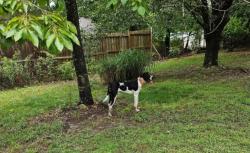 Lost Male Dog last seen Morgan valley road and Old Cedartown road, Rockmart, GA 30153