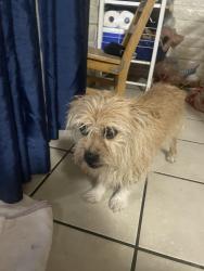 Found/Stray Unknown Dog last seen Kolb and Escalante, Tucson, AZ 85730