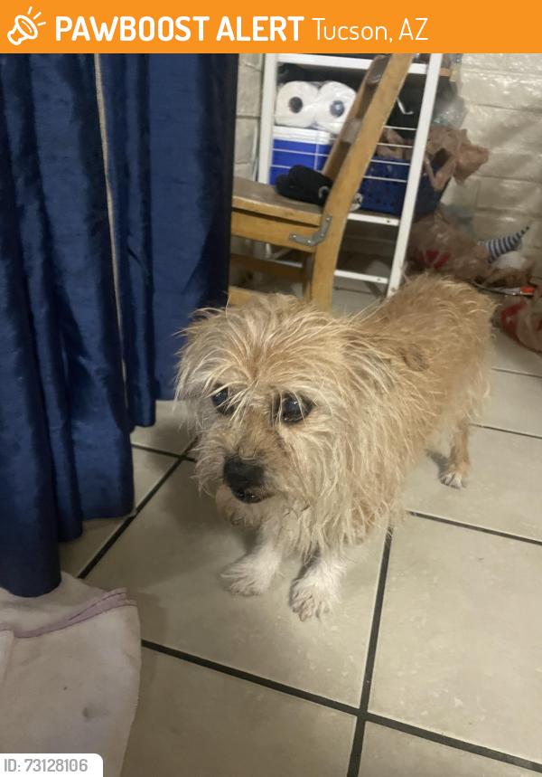 Found/Stray Unknown Dog last seen Kolb and Escalante, Tucson, AZ 85730
