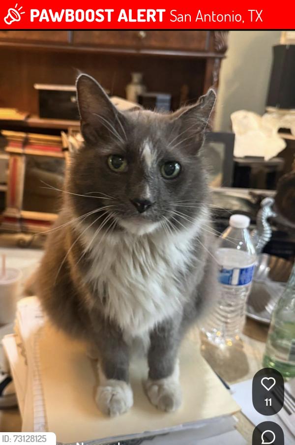 Lost Male Cat last seen Gramercy Pl, 78212, San Antonio, TX 78212