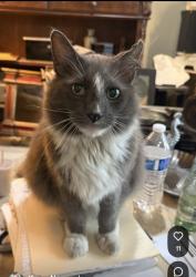 Lost Male Cat last seen Gramercy Pl, 78212, San Antonio, TX 78212