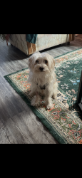 Reunited Male Dog last seen Craycroft and mabel, Tucson, AZ 85712