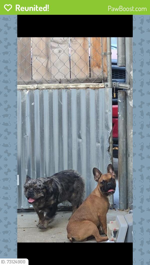 Reunited Male Dog last seen San Anselmo y san Carlo, Muscoy, CA 92407