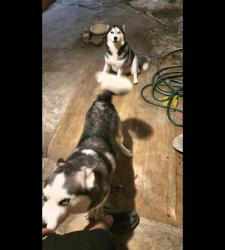 Reunited Male Dog last seen Houston, TX 77026, USA, Houston, TX 77026