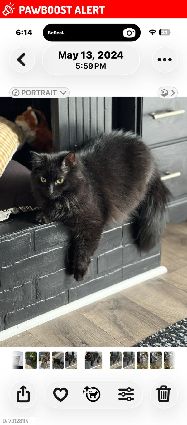 Lost Male Cat last seen Pleasant Cove Dr, Spartanburg County, SC 29388