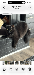 Lost Male Cat last seen Pleasant Cove Dr, Spartanburg County, SC 29388