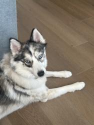 Lost Female Dog last seen New Berlin road, Jacksonville, FL 32218