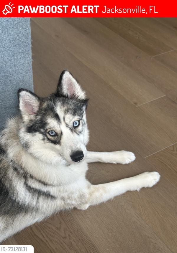 Lost Female Dog last seen New Berlin road, Jacksonville, FL 32218