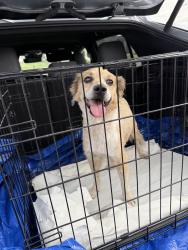 Found/Stray Unknown Dog last seen Ashe & Mckee, Bakersfield, CA 93313