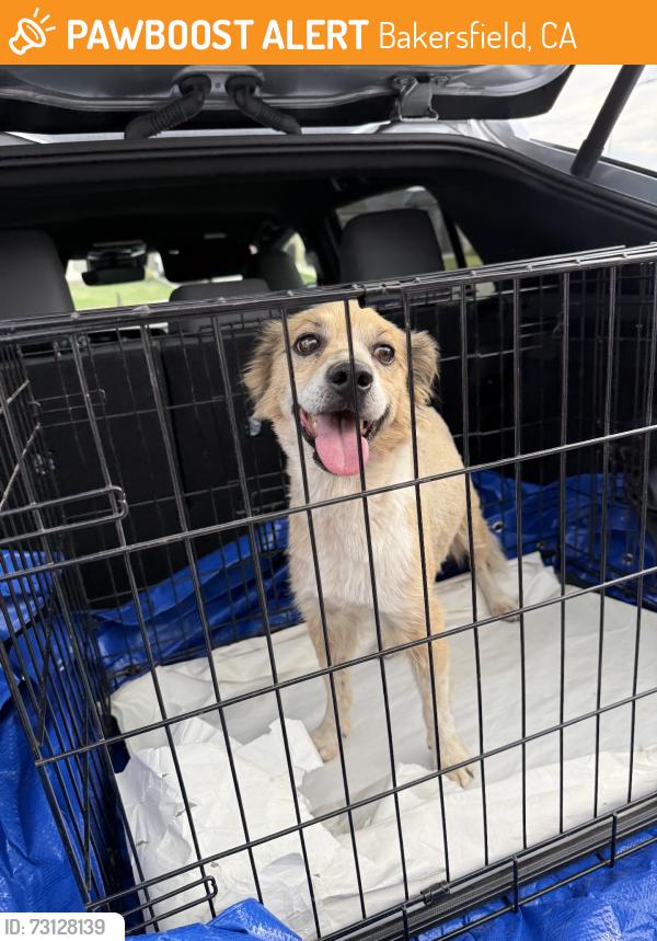 Found/Stray Unknown Dog last seen Ashe & Mckee, Bakersfield, CA 93313