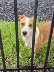Found/Stray Male Dog last seen Rusk, Houston, TX 77023