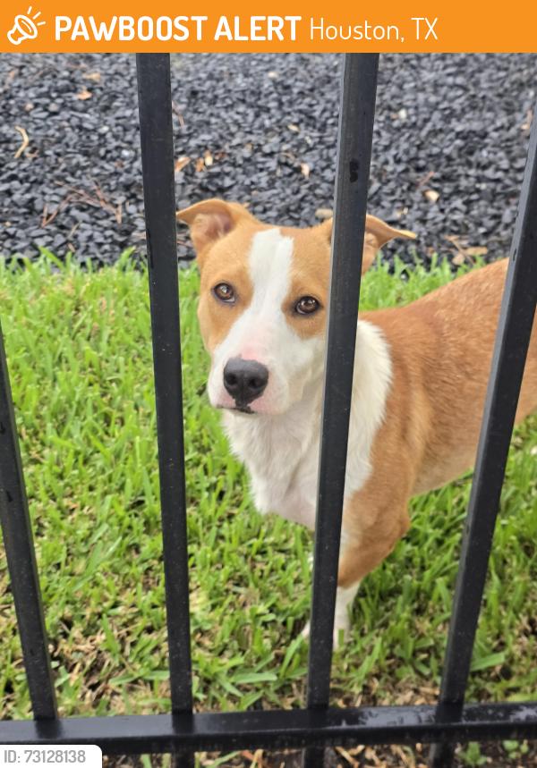 Found/Stray Male Dog last seen Rusk, Houston, TX 77023
