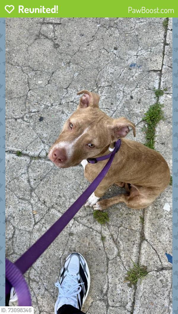 Reunited Female Dog last seen E Ontario St & Ella St, Philadelphia, PA 19134
