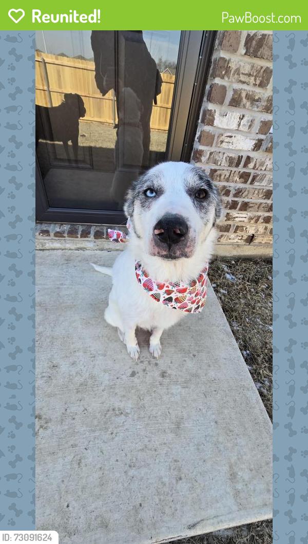 Reunited Female Dog last seen 7th and foxtail, Newcastle, OK 73065