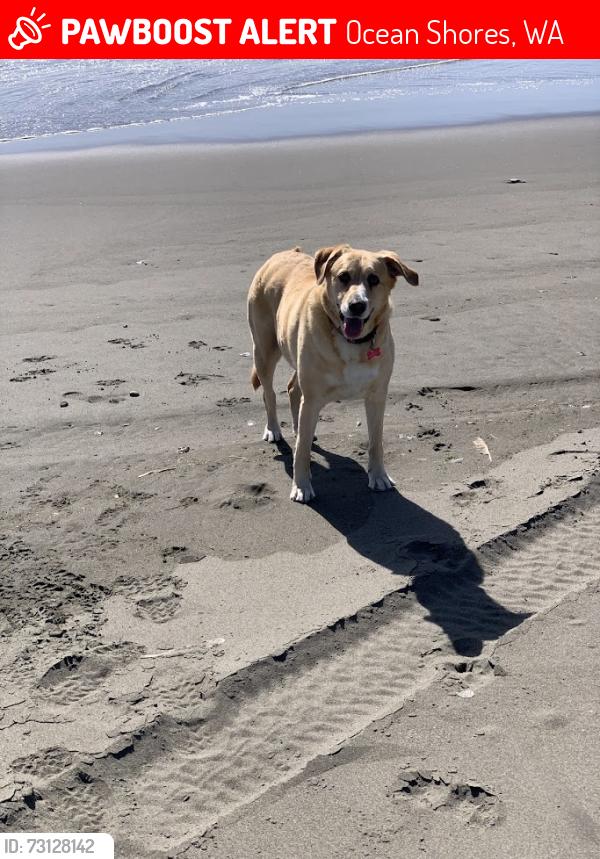 Lost Female Dog last seen Bass ave, Ocean Shores, WA 98569