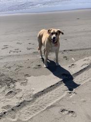 Lost Female Dog last seen Bass ave, Ocean Shores, WA 98569