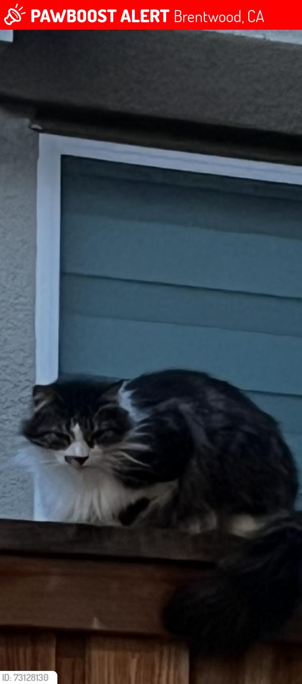 Lost Male Cat last seen Empire Ave, Brentwood, CA 94513