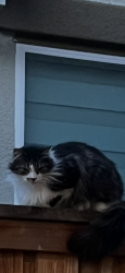 Lost Male Cat last seen Empire Ave, Brentwood, CA 94513