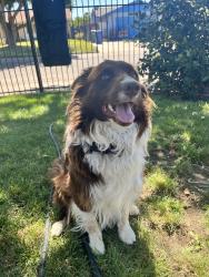 Reunited Male Dog last seen Wallerga and Bainebridge, North Highlands, CA 95660