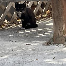 Found/Stray Unknown Cat last seen Near Whitney Ave Mountain View, ca, Mountain View, CA 94043