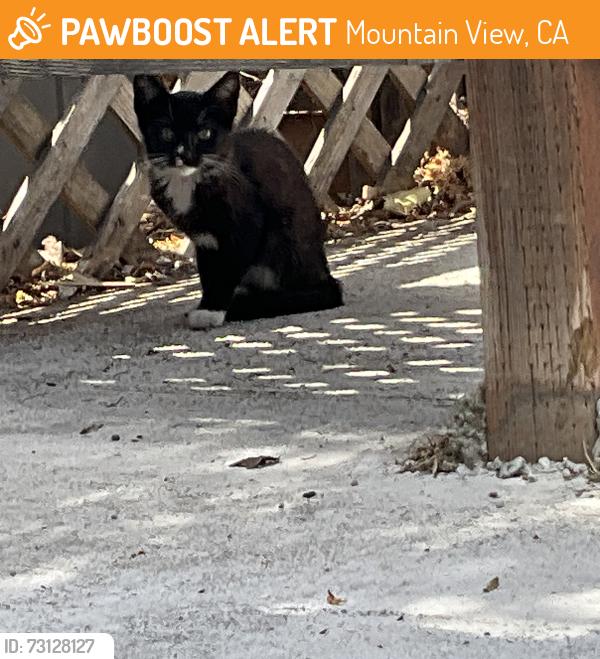 Found/Stray Unknown Cat last seen Near Whitney Ave Mountain View, ca, Mountain View, CA 94043