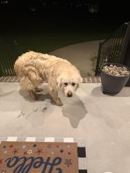 Found/Stray Unknown Dog last seen Bradley Creek Rd, Lascassas, Rutherford County, TN 37085