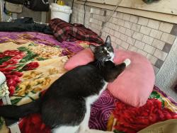 Lost Male Cat last seen Chippendale and Sheffield, Fort Worth, TX 76134