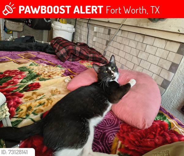 Lost Male Cat last seen Chippendale and Sheffield, Fort Worth, TX 76134
