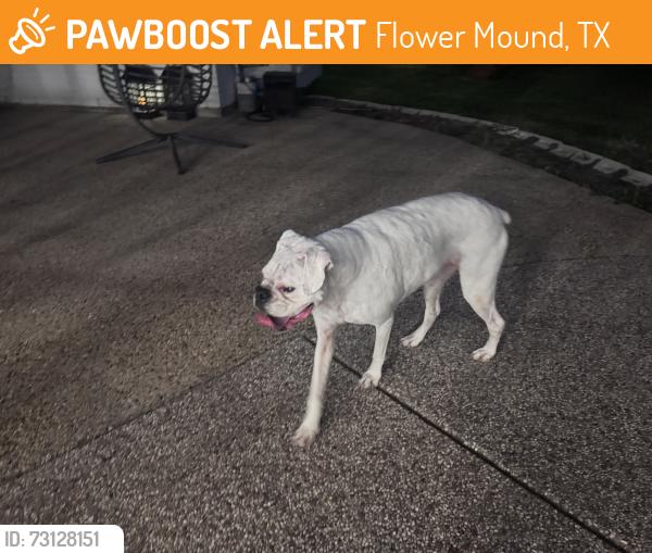 Found/Stray Female Dog last seen Quail Run and Old Settlers, Flower Mound, TX 75022