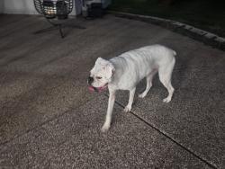 Found/Stray Female Dog last seen Quail Run and Old Settlers, Flower Mound, TX 75022