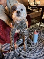 Reunited Male Dog last seen Addison park, Hillstown Road, Bush Hill Road, Glastonbury, CT 06033