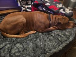 Reunited Male Dog last seen Dunkin by Wales, Jackson Township, OH 44646