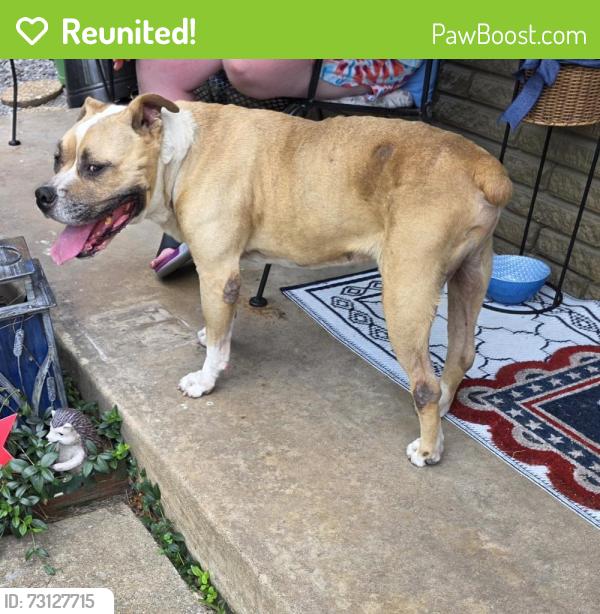 Reunited Male Dog last seen 101st and Elm Broken Arrow, Broken Arrow, OK 74011