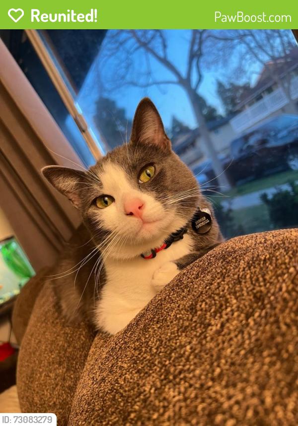 Reunited Male Cat last seen menifee rd and calle de caballos Romoland, Menifee, CA 92585