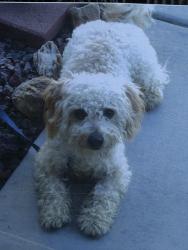 Reunited Male Dog last seen hse blend & French Roast, Henderson, NV 89052