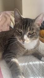 Reunited Male Cat last seen Main Street village, New Brighton, MN 55112
