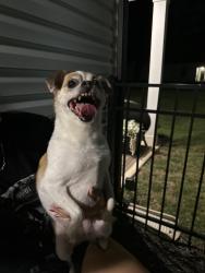 Reunited Female Dog last seen Fred Wilson Elementary, Kannapolis, NC 28081