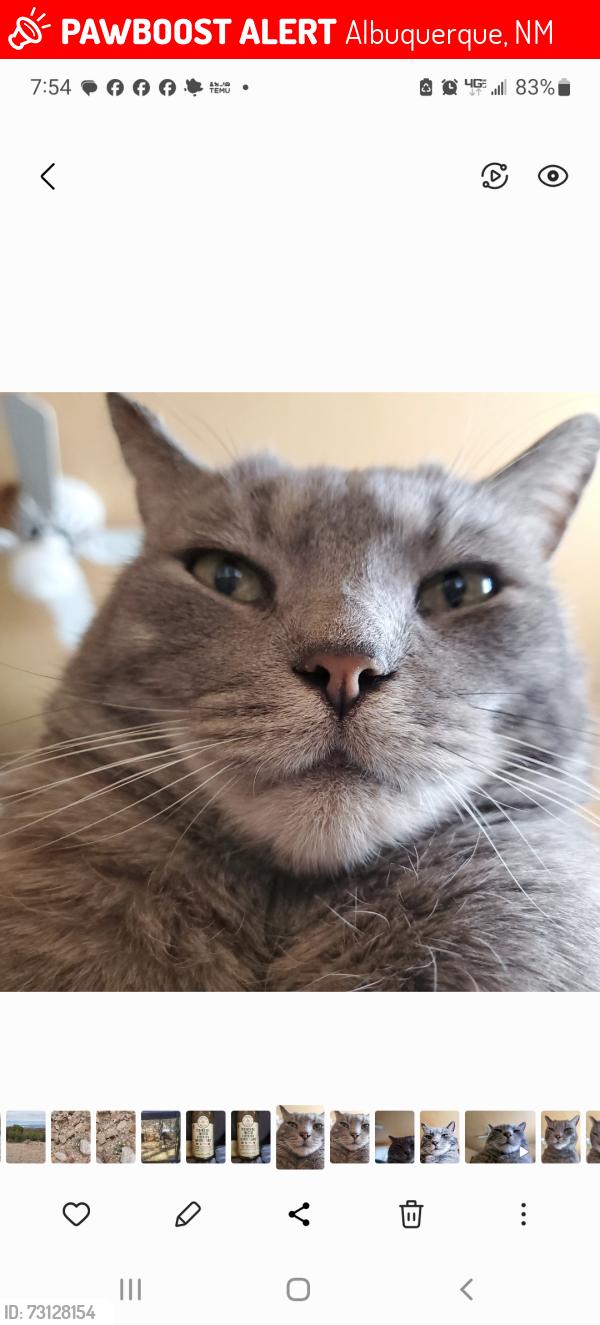 Lost Male Cat last seen Yeager Dr NE and Callow Street NE, Albuquerque, NM 87109