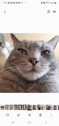 Lost Male Cat last seen Yeager Dr NE and Callow Street NE, Albuquerque, NM 87109