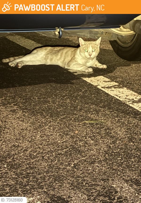 Found/Stray Unknown Cat last seen Applecross Drive, Cary, NC 27511