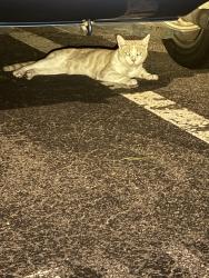 Found/Stray Unknown Cat last seen Applecross Drive, Cary, NC 27511