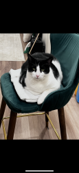 Lost Male Cat last seen Sherman and Bowers, Jersey City, NJ 07307