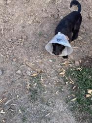 Reunited Female Dog last seen Ontario/buena vista, Corona, CA 92882