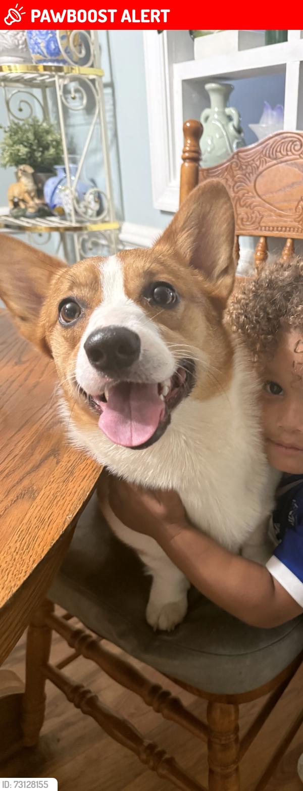 Lost Male Dog last seen Apple mountain lake, Apple Mountain Lake, VA 22642